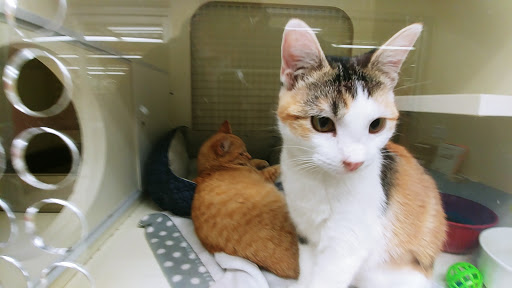 Pet Supply Store «Petco Animal Supplies», reviews and photos, 85 State St, Orem, UT 84058, USA