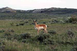 Thunder Basin National Grassland image