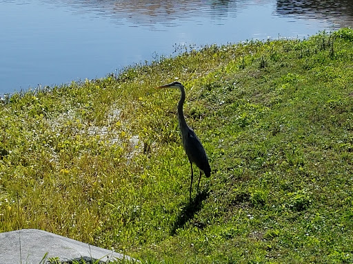 Golf Club «Apollo Beach Golf Club», reviews and photos, 801 Golf and Sea Blvd, Apollo Beach, FL 33572, USA