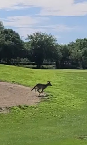 Golf Club «Marquette Park Golf Course», reviews and photos, 6700 S Kedzie Ave, Chicago, IL 60629, USA