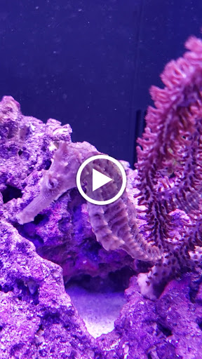 Pet Store «Fins and Skins», reviews and photos, 8451 49th St N, Pinellas Park, FL 33781, USA