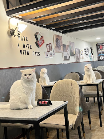 和貓咪有約貓咪主題咖啡館