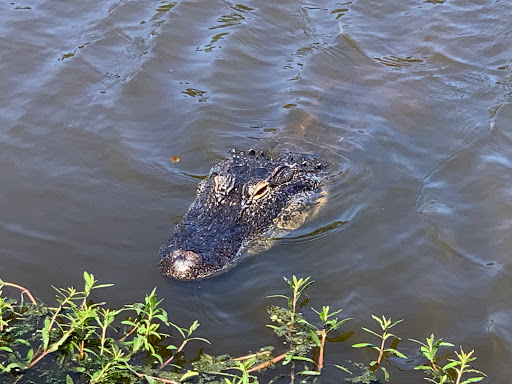 Golf Club «Shipyard Golf Club», reviews and photos, 45 Shipyard Dr, Hilton Head Island, SC 29928, USA