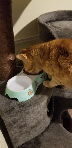 Pet Supply Store «Petco Animal Supplies», reviews and photos, 13127 N Dale Mabry Hwy, Tampa, FL 33618, USA