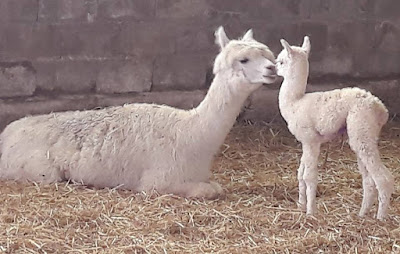 ferme pédagogique du grand der à Frampas