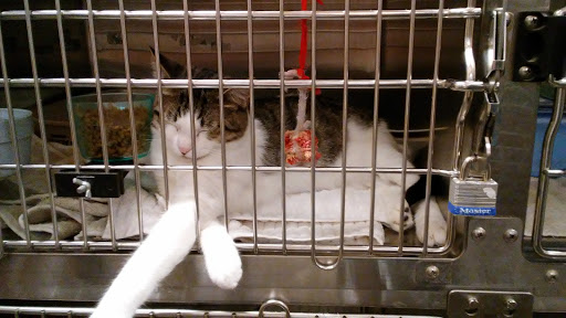 Pet Supply Store «PetSmart», reviews and photos, 3540 Youngfield St, Wheat Ridge, CO 80033, USA