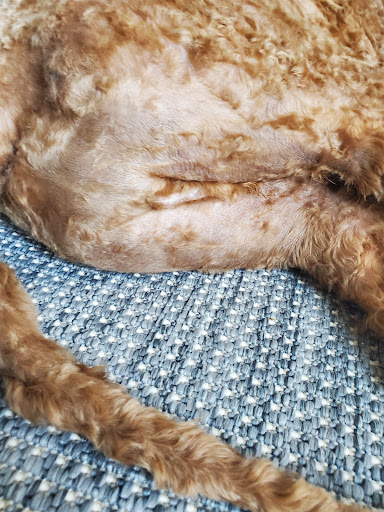 Pet Supply Store «Petco Animal Supplies», reviews and photos, 1419 Towne Square Blvd NW, Roanoke, VA 24019, USA