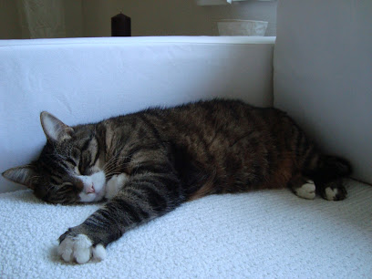 SENSE OF JOY Katzenbetreuung Haustierbetreuung Ferienbetreuung im vertrauten Zuhause