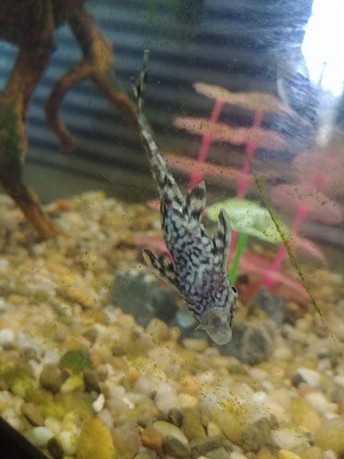 Pet Supply Store «Pet Shop», reviews and photos, 1833 S 10th St, Independence, KS 67301, USA