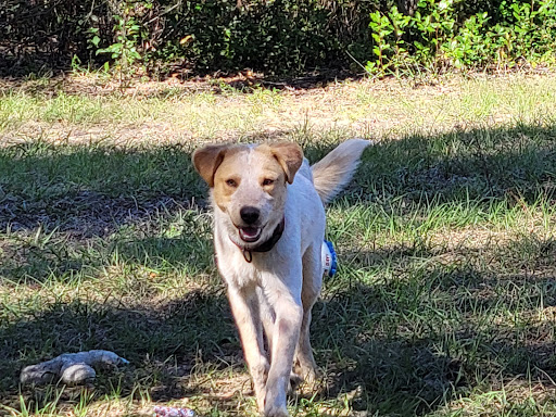 Highlands County Animal Services