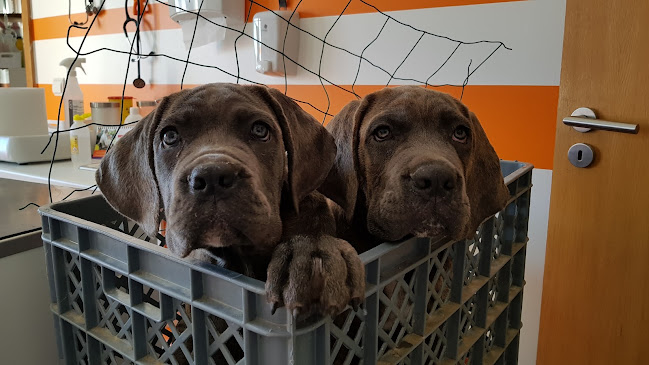 Opinii despre AnimalCare Comércio e Serviços Veterinários în Mafra - Veterinário