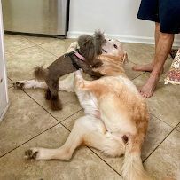 DogdaysFurEver Pet Care, Boarding & Walking - Photo 7 - Car repair in Orlando, FL, Orlando