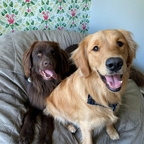 Tails and Ales: Dog Boarding, Daycare & Walking - Car repair in , Philadelphia - Rated 5.0/5