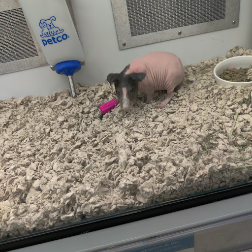 Pet Supply Store «Petco Animal Supplies», reviews and photos, 11147 Park Blvd N, Seminole, FL 33772, USA