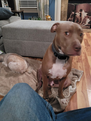 Southeastern Veterinary Specialty Center image