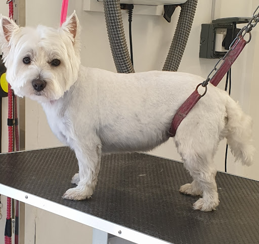 Tops N Tails Professional Dog Grooming