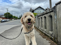 Snout and About - Photo 1 - Car repair in , Tacoma