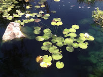 Natural Ponds & Gardens - Photo 6 - Car repair in Odessa, TX, Odessa