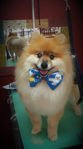 Pet Groomer «A Klassy Lassie, LLC», reviews and photos, 30 Old Jackson Rd, McDonough, GA 30252, USA