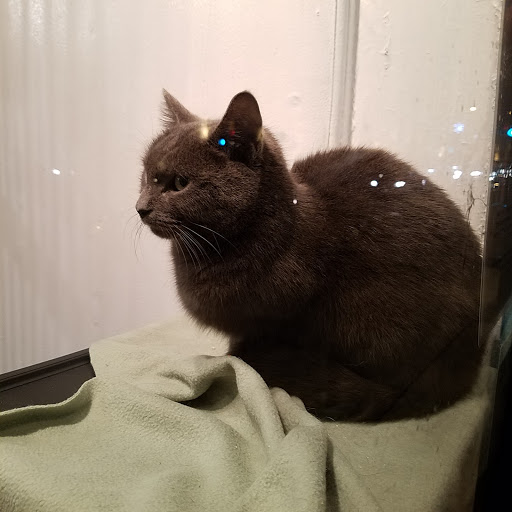 Pet Store «Fairmount Pet Shoppe», reviews and photos, 2024 Fairmount Ave, Philadelphia, PA 19130, USA