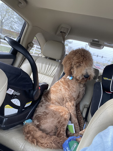 Pet Supply Store «Petco Animal Supplies», reviews and photos, 195 E 12300 S, Draper, UT 84020, USA