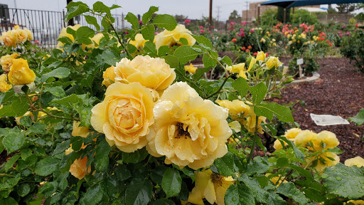 El Paso Municipal Rose Garden image 5