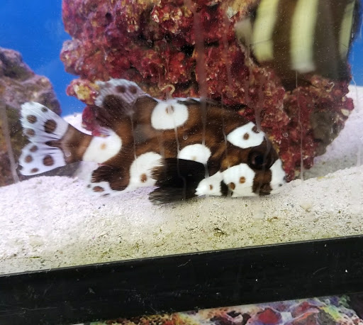 Pet Store «Petland Discounts - LI City», reviews and photos, 34-60 48th Ave, Queens, NY 11101, USA