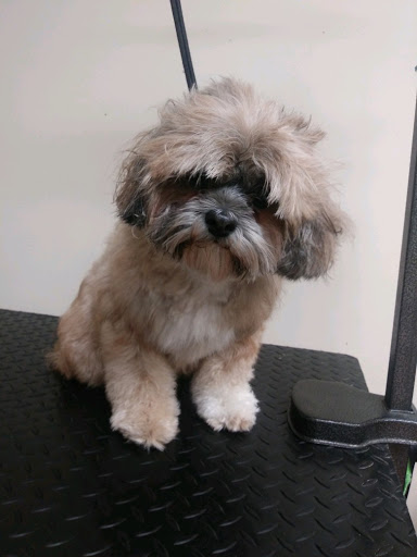 Pet Supply Store «EarthWise Pet Supply - Richardson», reviews and photos, 1310 W Campbell Rd #128, Richardson, TX 75080, USA