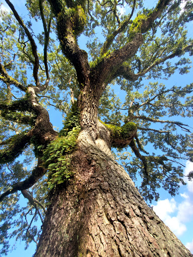 Cemetery «Mobile Memorial Gardens», reviews and photos, 6100 Three Notch Rd, Mobile, AL 36619, USA