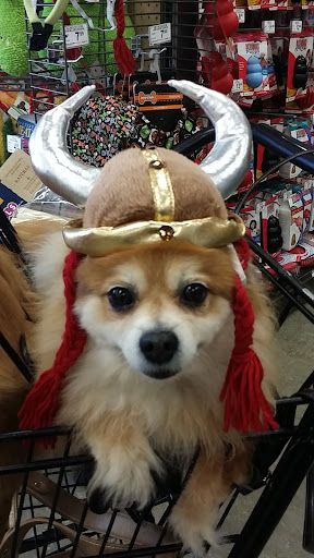 Pet Supply Store «Petco Animal Supplies», reviews and photos, 157-20 Cross Bay Blvd, Howard Beach, NY 11414, USA