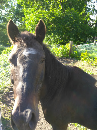 Farm «B & B Flower Farm», reviews and photos, 668 Jones Hill Rd, West Haven, CT 06516, USA
