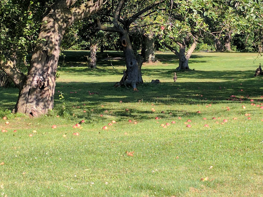 Golf Club «Blossom Trails Golf Club», reviews and photos, 1565 E Britain Ave, Benton Harbor, MI 49022, USA