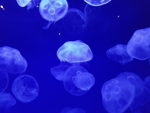 Zoo «Minnesota Zoo», reviews and photos, 13000 Zoo Blvd, Apple Valley, MN 55124, USA