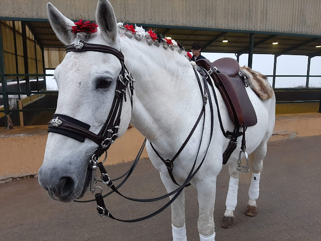 Academia Equestre João Cardiga - Academia