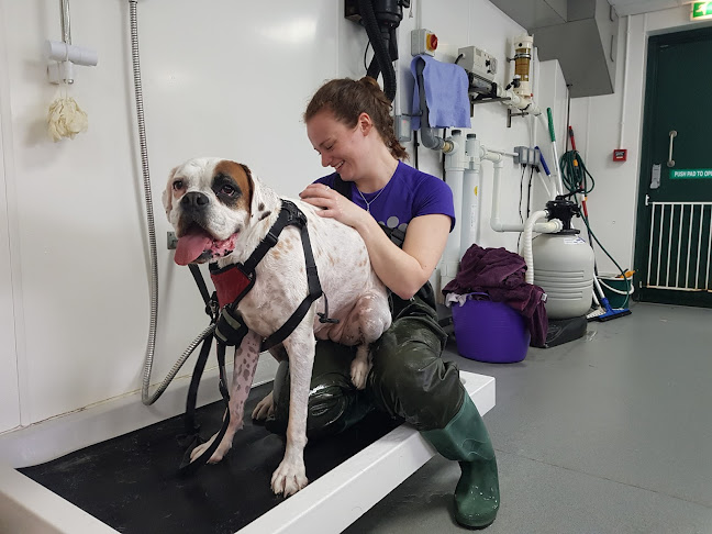 Reviews of Cotswold Dog Spa - Canine Physiotherapy and Hydrotherapy in Gloucester - Dog trainer