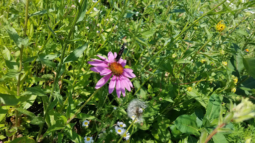 Park «Coloma Township Park District», reviews and photos, 510 E 11th St, Rock Falls, IL 61071, USA