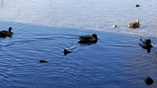 Park «The Ralston-Central Park», reviews and photos, 5850 Garrison St, Arvada, CO 80002, USA