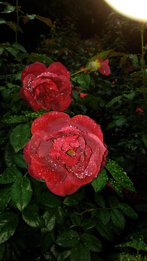 Park «South Park Blocks», reviews and photos, SW Park Ave, Portland, OR 97204, USA