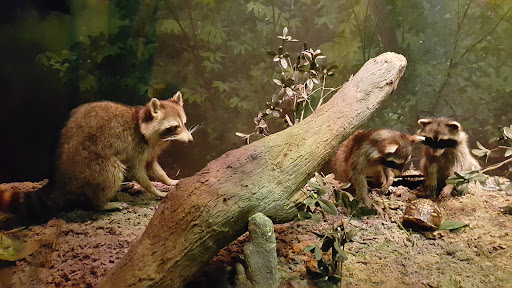 Planetarium «Fernbank Science Center», reviews and photos, 156 Heaton Park Dr, Atlanta, GA 30307, USA