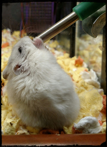 Pet Supply Store «PetSmart», reviews and photos, 466 S Watson Rd, Buckeye, AZ 85326, USA