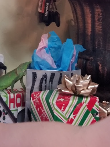 Pet Store «Everything Pets», reviews and photos, 1506 Altamont Ave, Schenectady, NY 12303, USA