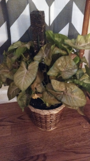 Florist «Stems by Stacy», reviews and photos, 2797 High Ridge Blvd, High Ridge, MO 63049, USA