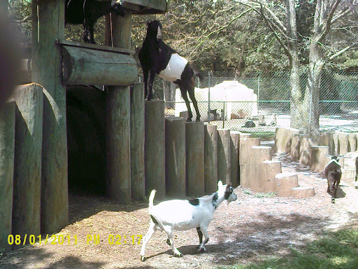 Zoo «Animal Farm Petting Zoo», reviews and photos, 296 Wading River Rd, Manorville, NY 11949, USA