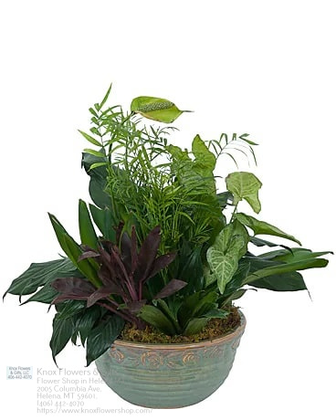 Florist «Knox Flowers & Gifts», reviews and photos, 2005 Columbia Ave, Helena, MT 59601, USA