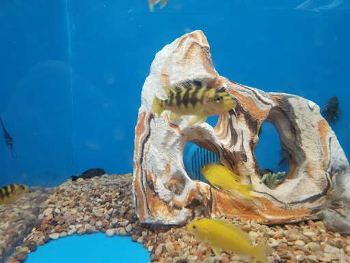 Pet Supply Store «PetSmart», reviews and photos, 16514 SW 88th St, Kendall, FL 33196, USA