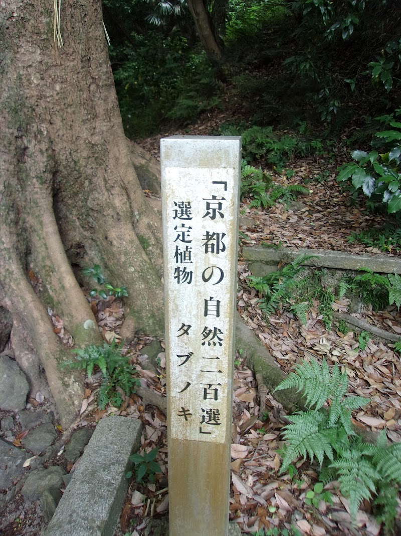 御神木タブノキ(京都の自然二百選)