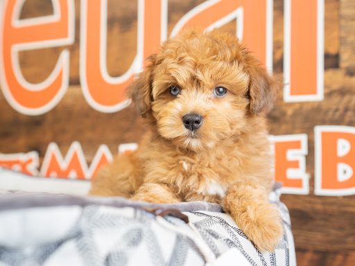 Pet Store «Petland of Plantation», reviews and photos, 801 S University Dr, Plantation, FL 33324, USA