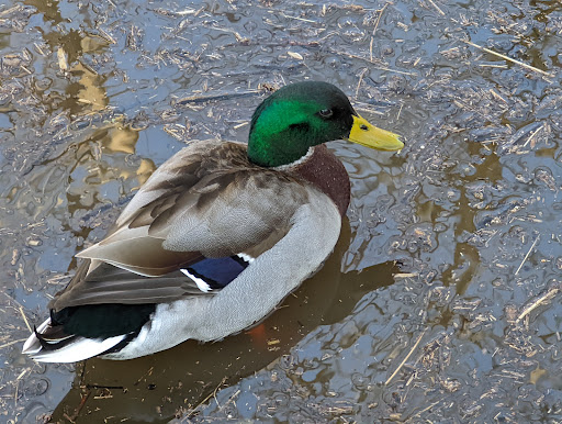 Park «Arthur K Draut Park», reviews and photos, Bowling Blvd, St Matthews, KY 40207, USA