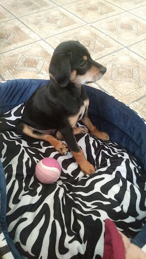 Pet Store «The Pet Stop», reviews and photos, 9128 E Foothill Blvd, Rancho Cucamonga, CA 91730, USA