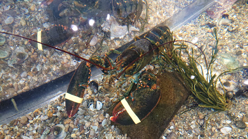 Nature Preserve «Meigs Point Nature Center», reviews and photos, 1288 Boston Post Rd, Madison, CT 06443, USA